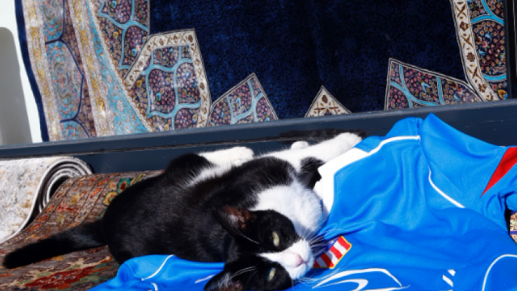 Με guest τις γάτες της Κωνσταντινούπολης διαφήμισε το ματς με την Γαλατά η Ατλέτικο Μαδρίτης, βίντεο