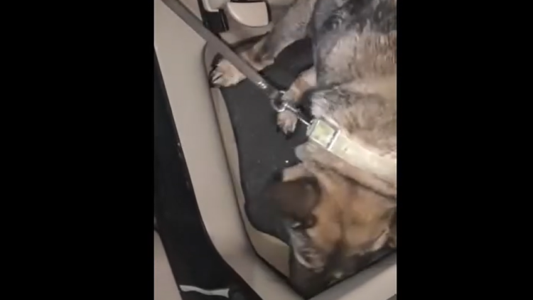 Σέρρες: Η Roxy ξετρύπωσε 5,5 κιλά ηρωίνη που είχε κρύψει Βούλγαρος σε αυτοκίνητο, δείτε βίντεο