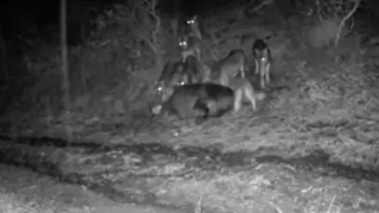 Ζαγόρι: Αγέλες λύκων πλησίασαν σπίτια σε χωριό, δείτε βίντεο
