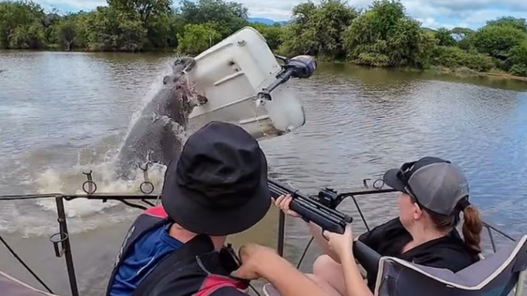 Νότια Αφρική: Τρόμος για περιβαλλοντολόγο σε πάρκο - Εξαγριωμένος ιπποπόταμος αναποδογύρισε βάρκα και τον έριξε στο νερό