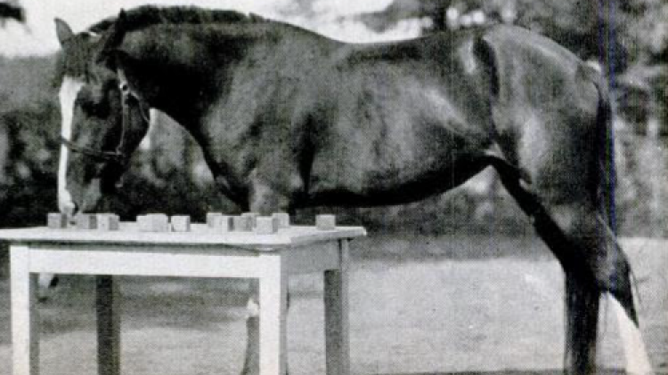 Lady Wonder: Το άλογο που παρουσιαζόταν σαν μέντιουμ και η αλήθεια πίσω από τις προβλέψεις του