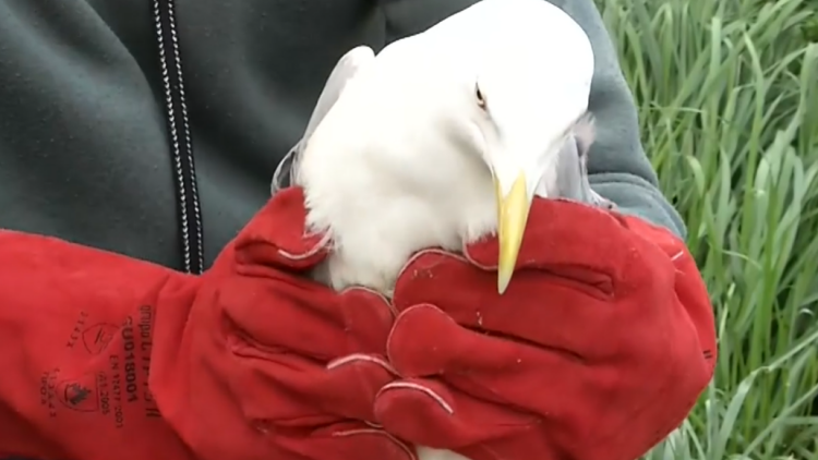 Διασώστης της ΕΜΑΚ βούτηξε στο φράγμα Θέρμης στη Θεσσαλονίκη για να σώσει γλάρο μπλεγμένο σε ένα μέτρο σπάγγο