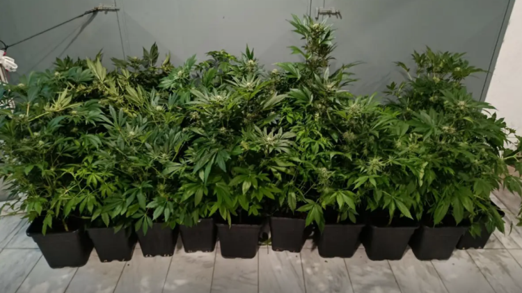 Θεσσαλονίκη: 47χρονος είχε στήσει εργαστήριο κάνναβης σε διαμέρισμα, δείτε βίντεο
