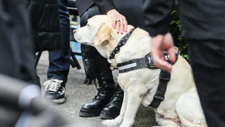 Συγκλονιστική στιγμή στην κηδεία του Ντούσκο Βουγιόσεβιτς: Το λαμπραντόρ της οικογένειας στο τελευταίο αντίο στον Σέρβο προπονητή, βίντεο 