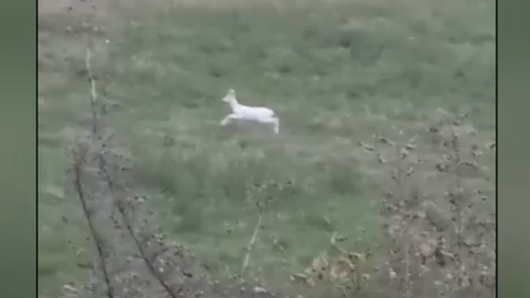 Σπάνια αλμπίνο ζαρκάδια εντοπίστηκαν στην Ημαθία, δείτε βίντεο
