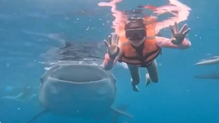 Κολυμβήτρια πόζαρε για υποβρύχια φωτογραφία στις Φιλιππίνες και τις έκανε photobombing ένας... φαλαινοκαρχαρίας, δείτε βίντεο
