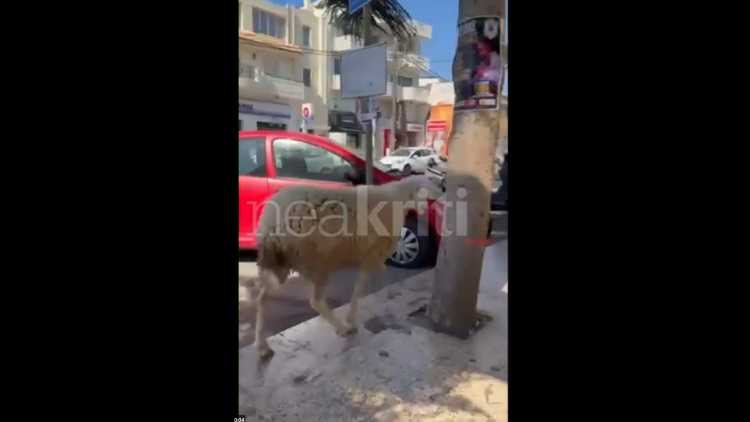 Βίντεο: Πρόβατο έκανε... βόλτες στο κέντρο του Ηρακλείου Κρήτης για ώρες