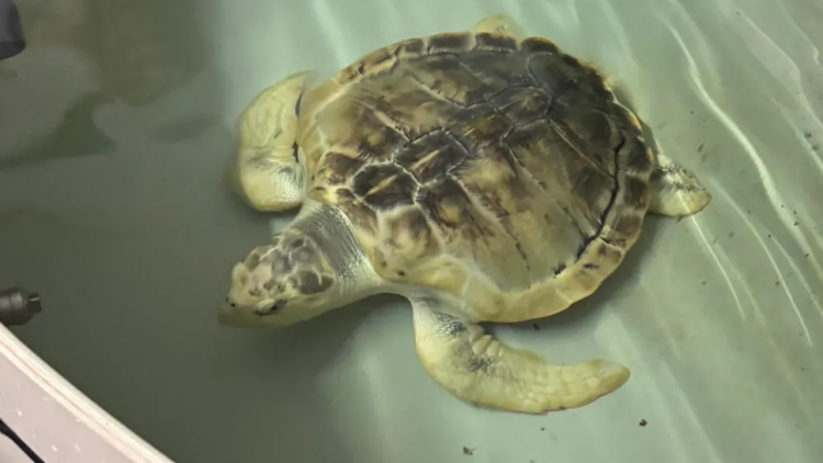 Συγκινεί η ιστορία του Ρόσι, της καρέτα-καρέτα που βρέθηκε σχεδόν νεκρή στην Ουαλία: Πώς θα την μεταφέρουν στον Κόλπο του Μεξικού