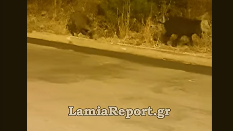 Αγριογούρουνα βγήκαν για βοσκή έξω από σπίτια στη Λαμία, δείτε βίντεο