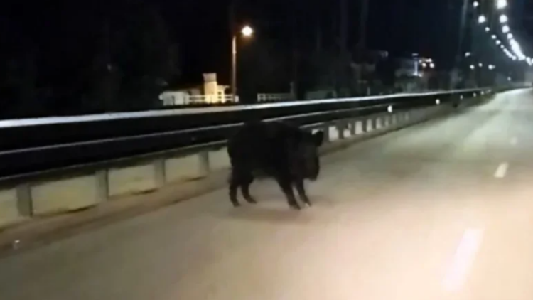 Αγριογούρουνο εμφανίστηκε σε κεντρική λεωφόρο των Ιωαννίνων, δείτε βίντεο