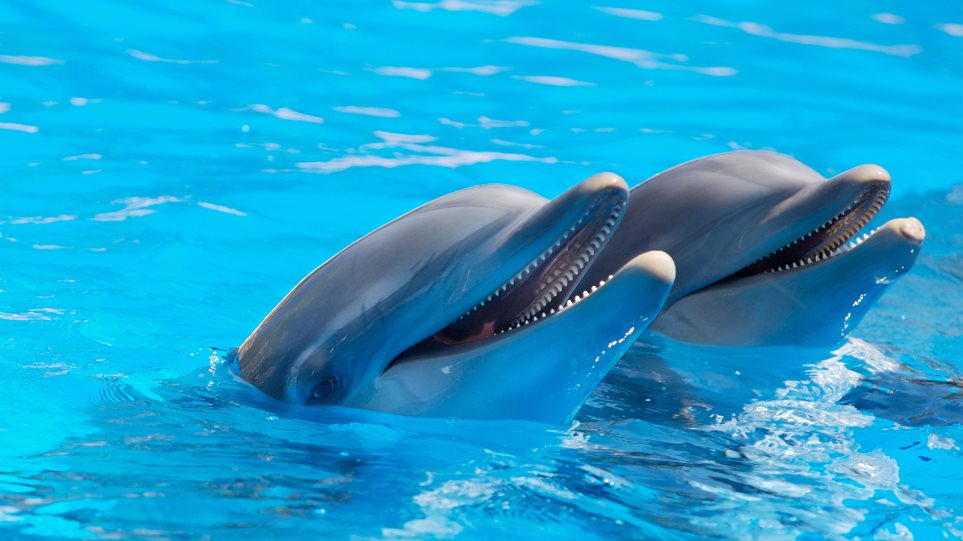 Δελφίνια: Είναι πράγματι τα πιο έξυπνα και αγαθά ζώα;