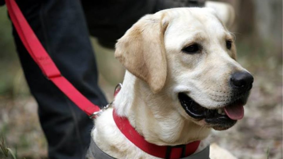 Οι σκύλοι-οδηγοί δανείζουν τα μάτια τους σε ανθρώπους με προβλήματα όρασης