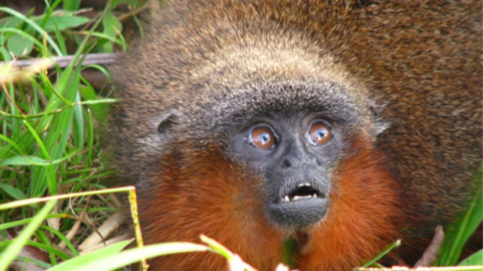  Εκατοντάδες νέα είδη ζωής σε δάσος του Αμαζονίου