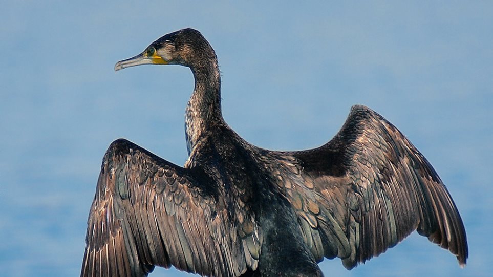 Φωτογραφίες από τα μεγαλύτερα πουλιά στον κόσμο