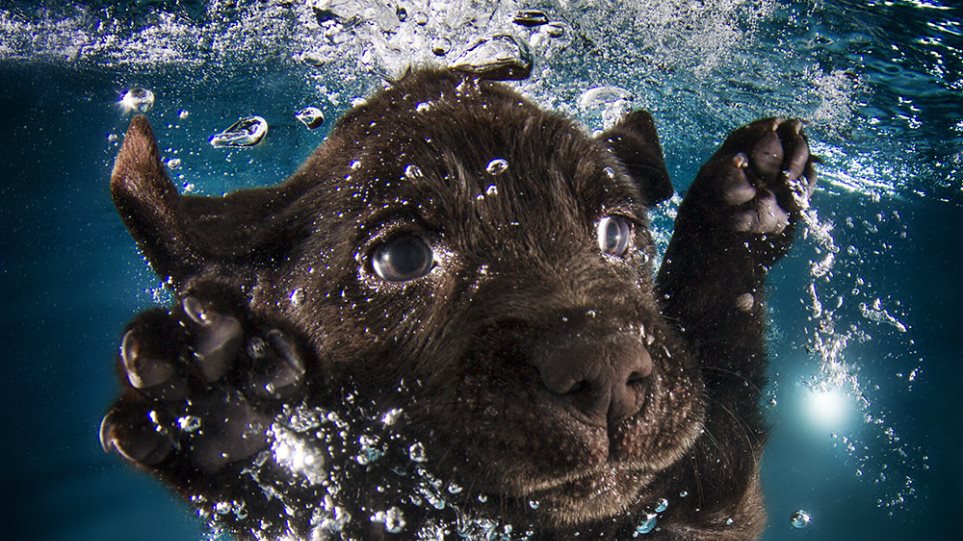 Φωτογράφος μαθαίνει σε 1500 κουταβάκια να κολυμπούν