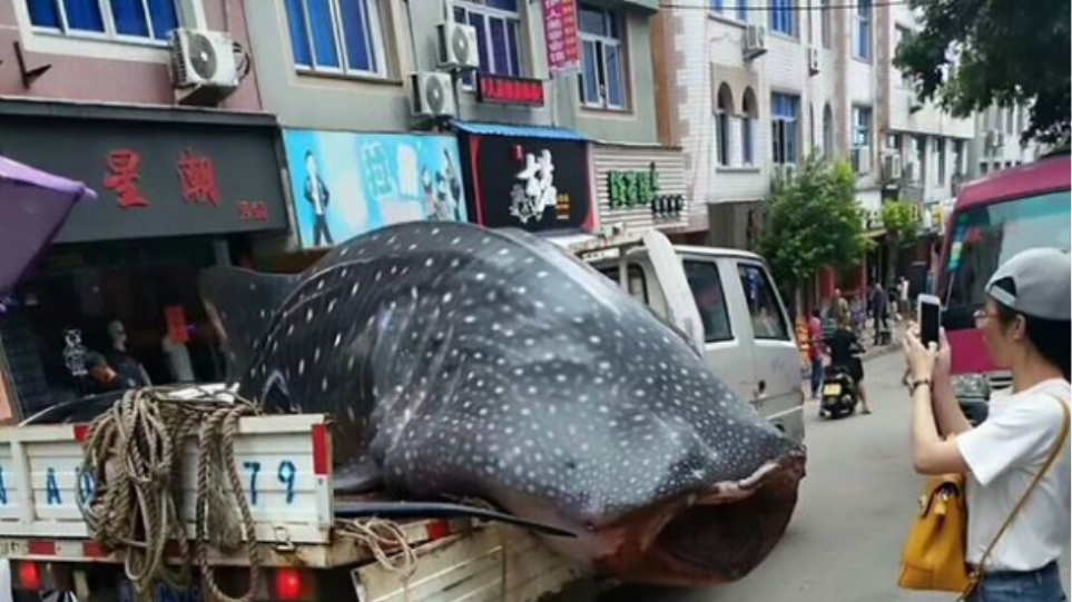 Βίντεο: Ψαράς περιέφερε σπάνιο καρχαρία-φάλαινα σε... καρότσα!