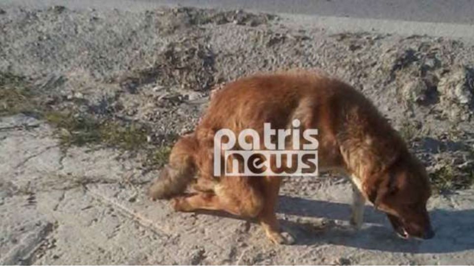 Ηλεία: Έσπασαν τα πόδια σε σκύλο και τον παράτησαν αβοήθητο Skilako