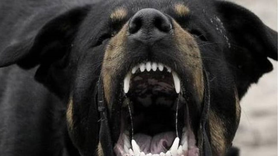 Αίγιο: Σκύλος δάγκωσε περαστικό και σκότωσε το σκυλί του! Rotvailer