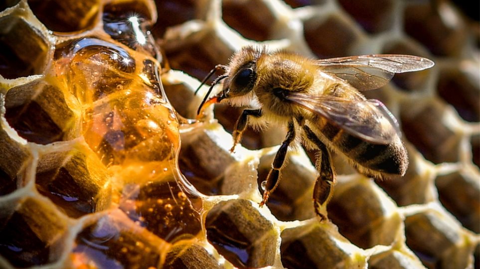 Μια μέλισσα μπορεί σταματήσει την παγκόσμια εξάρτηση από τα ...