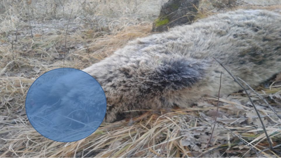 Κυοφορούσα αρκούδα βρέθηκε δηλητηριασμένη και αποκεφαλισμένη στην Κοζάνη Pilori