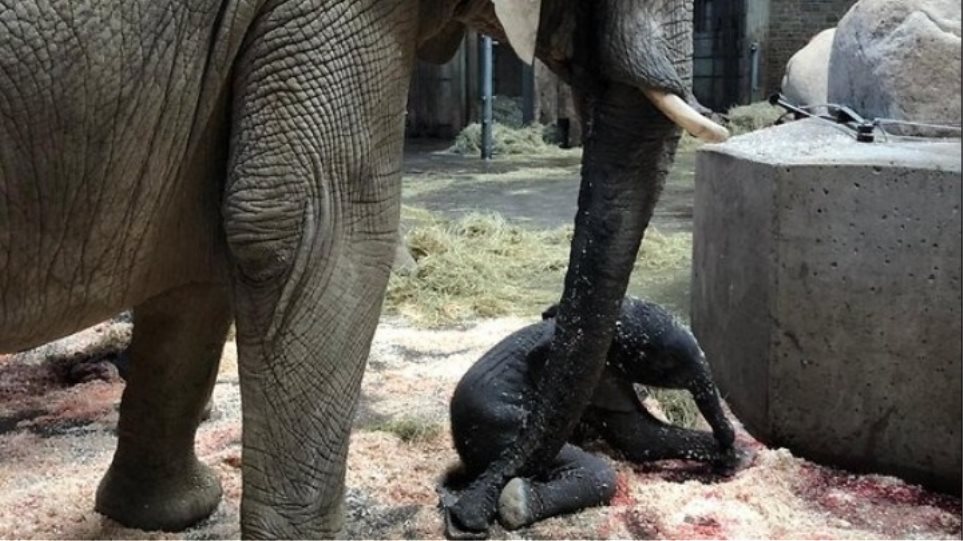 Γερμανία: Ελαφαντάκι γεννήθηκε μπροστά στους επισκέπτες ζωολογικού κήπου W20-224448elephant