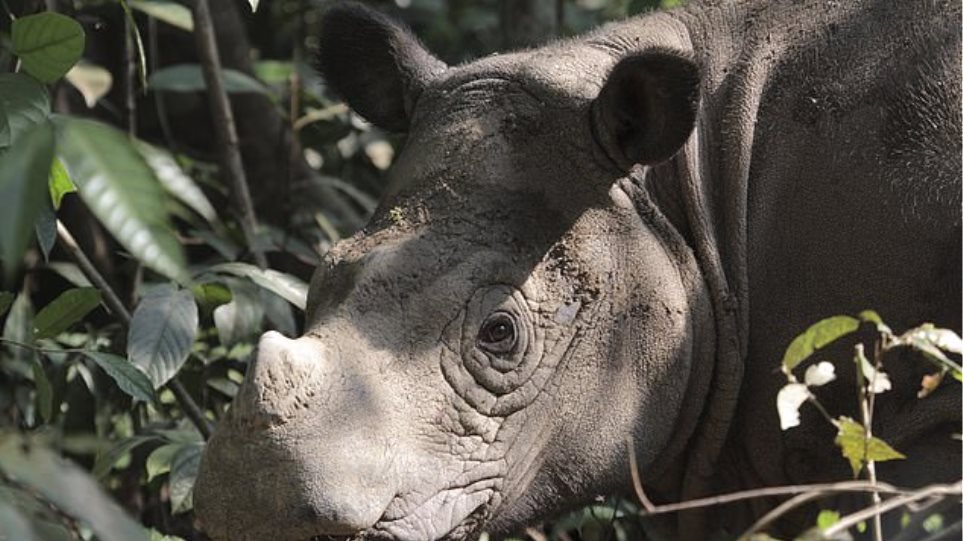 Sumatran rhinoceros becomes extinct in Malaysia after last of the