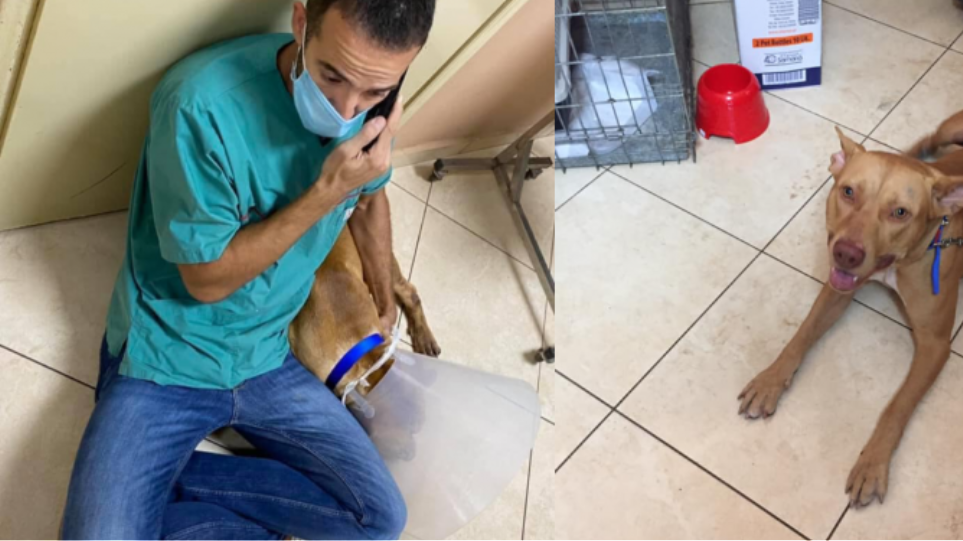 Κτηνωδία στα Χανιά: «Σοκαριστικό το θέαμα», λέει ο κτηνίατρος για τον σκύλο  που βασανίστηκε