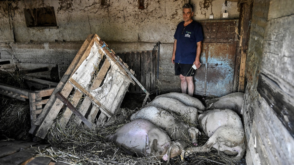 Θεσσαλία: Αγώνας δρόμου για αποτέφρωση των νεκρών ζώων, καθαρισμούς και  άνοιγμα της εθνικής οδού