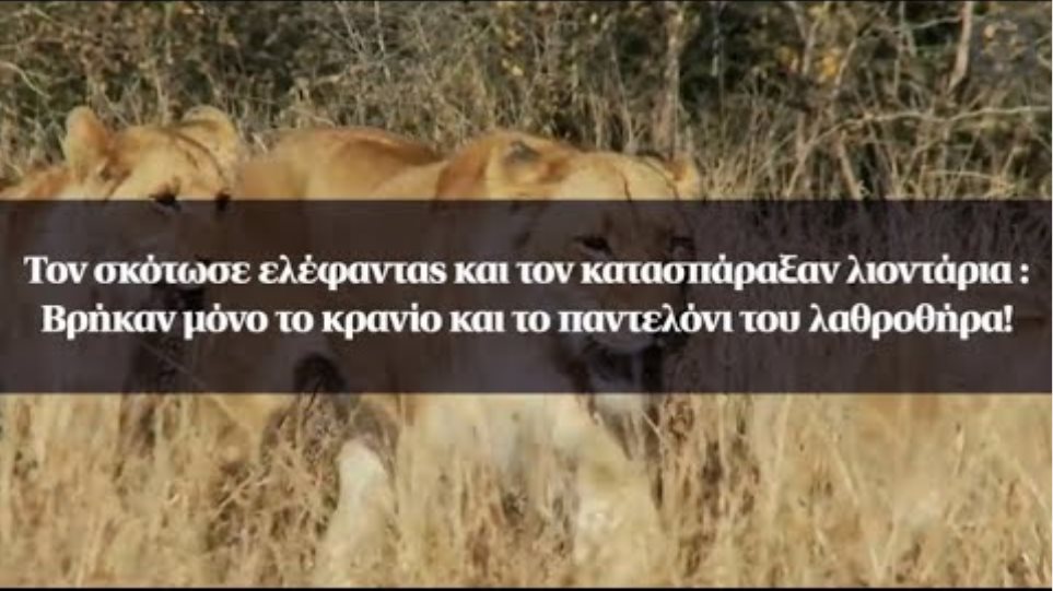 Τον σκότωσε ελέφαντας και τον κατασπάραξαν λιοντάρια: Βρήκαν μόνο το κρανίο και το παντελόνι του