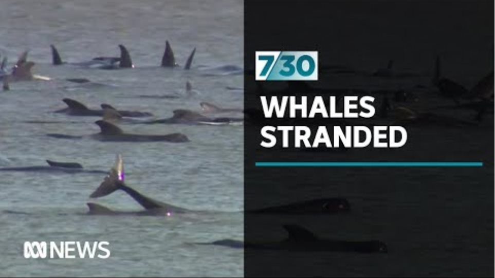 Hundreds of whales stranded in Tasmania | 7.30