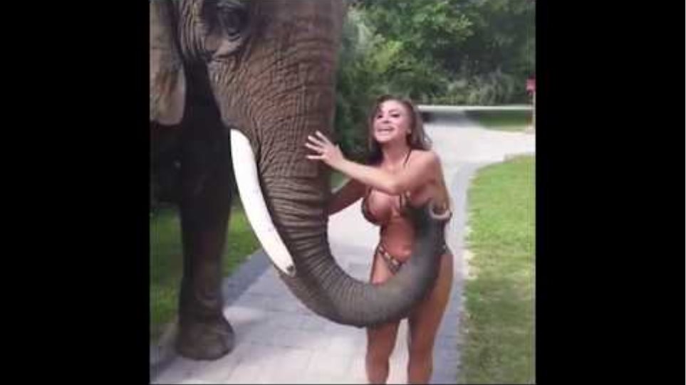 Elephant rips off bikini from playboy model Francia James