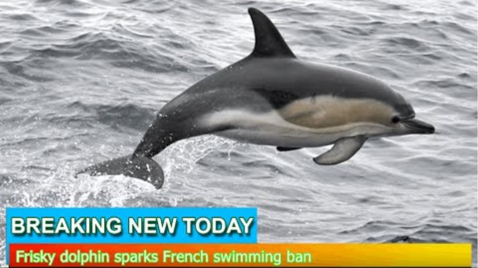Breaking News - Frisky dolphin sparks French swimming ban