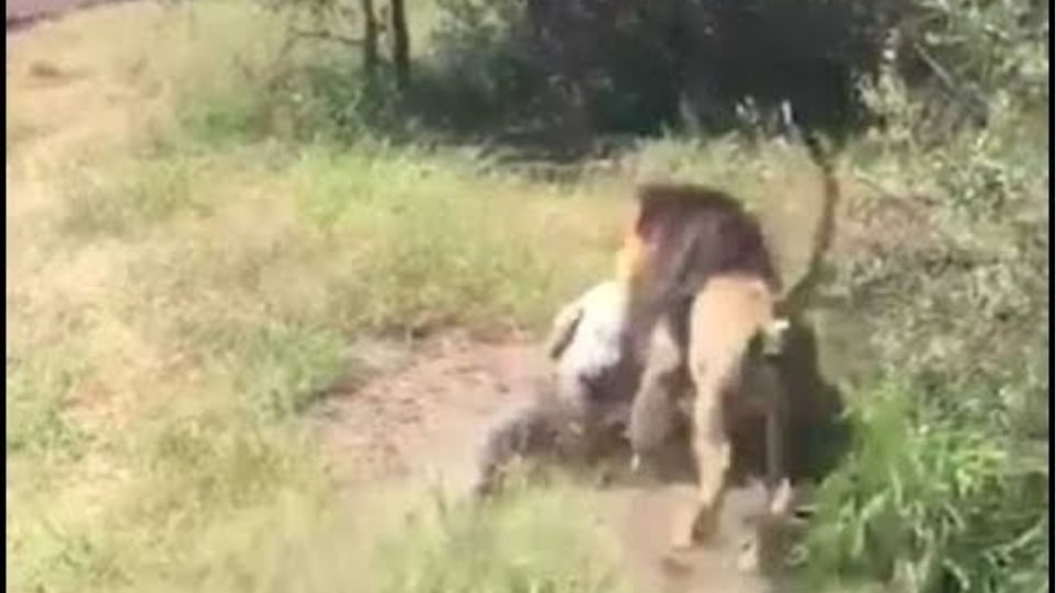 Terrifying moment lion savagely attacks an elderly man
