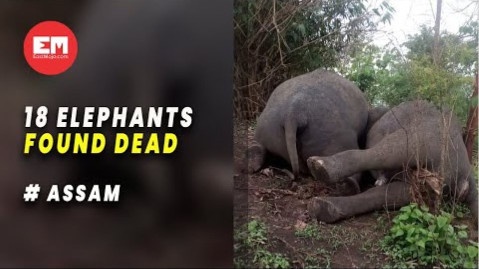 18 elephants killed in lightning strikes in Assam’s Nagaon