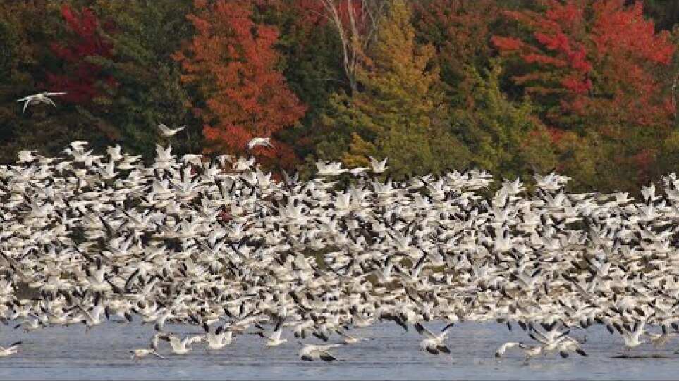 Snow Geese Fall Migration in Victoriaville Quebec