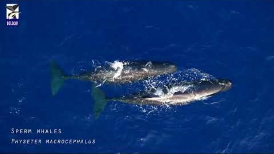 Hellenic Trench, Greece, Cetacean Surveys 2019-2020 - Ελληνική Τάφρος, Φυσητήρες, Ζιφιοί, Δελφίνια