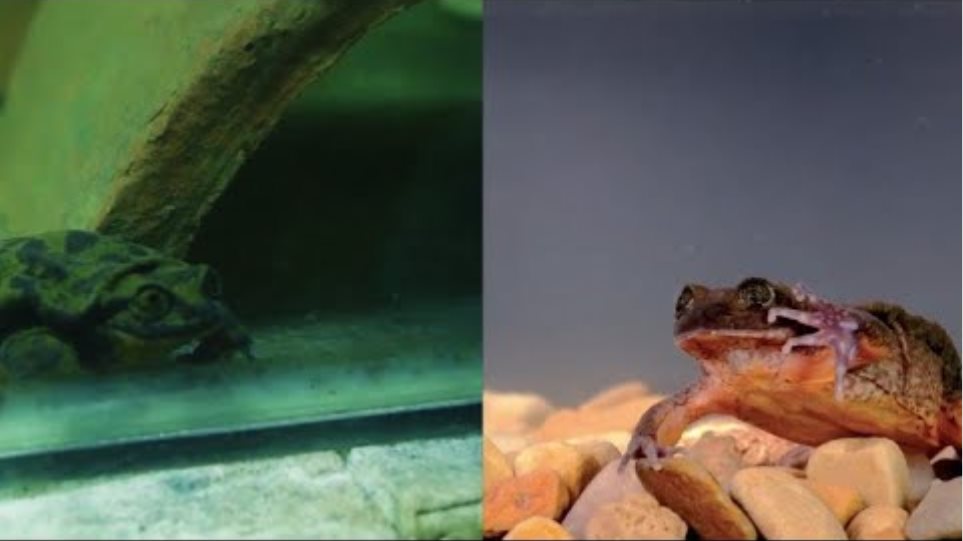 Romeo and Juliet: the last hopes to save Bolivian aquatic frog
