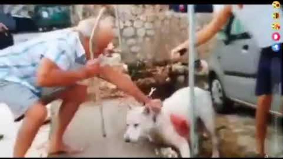 Σκληρές εικόνες: Bίντεο από τον βασανισμό του σκύλου στη Νίκαια