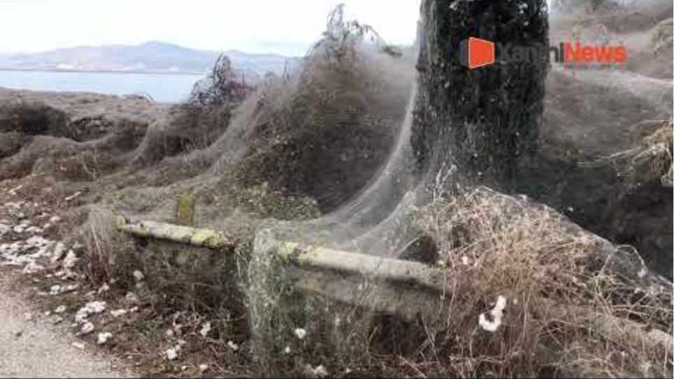 Ιστός αράχνης 1000 μέτρα στην λίμνη Βιστωνίδα