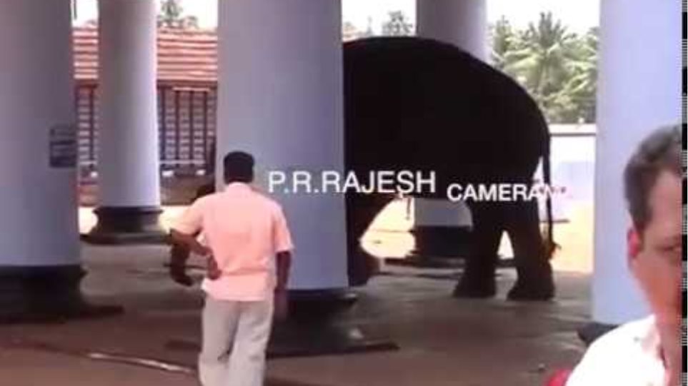 Elephant kill a man in Kerala India कमजोर दिल वाले ना देखें.