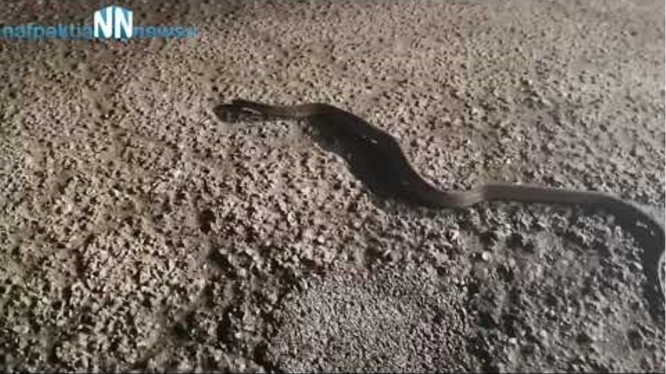 Απίστευτο!!!Φίδι βγήκε "βόλτα" με παγωνιά στην Γαβρολίμνη
