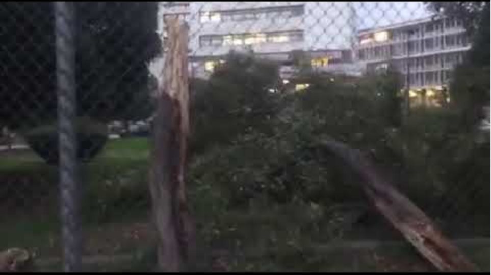 GrTimes: Δέντρο έπεσε στην περιοχή των Δικαστηρίων στη Θεσσαλονίκη