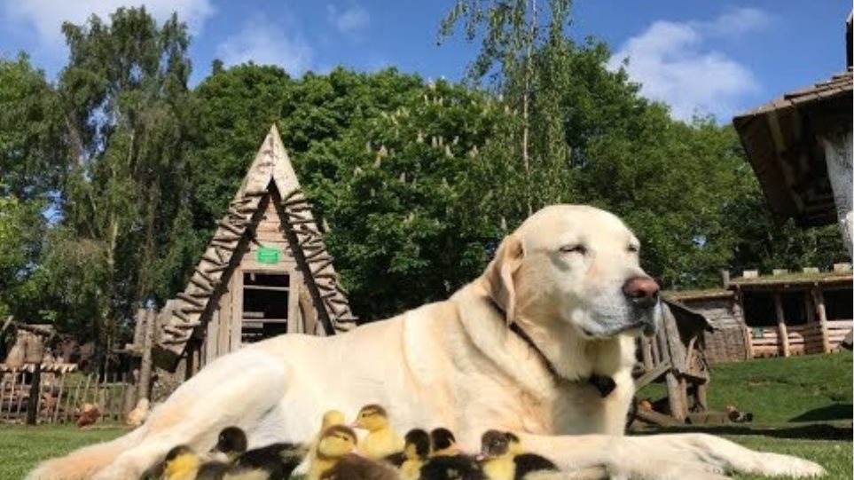 Fred the dog adopts nine adorable baby ducklings