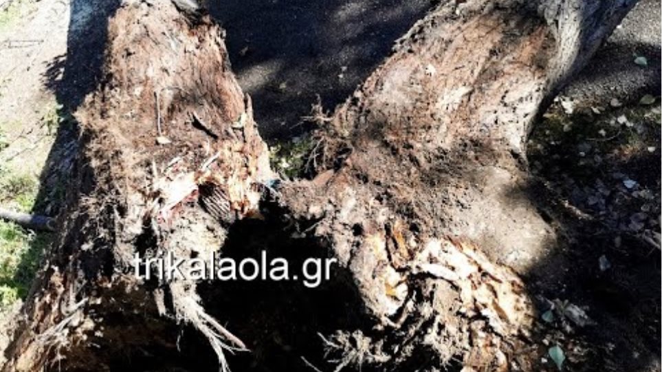 Τρίκαλα ξεριζώθηκε δίδυμη λεύκα δέντρο πτώση καταπλάκωσε αυτοκίνητα δημοτικό κλειστό 13-10-2020