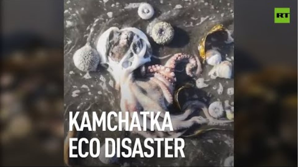 Eco disaster | Mass death of sea animals, toxic smell & yellow waters plague Kamchatka