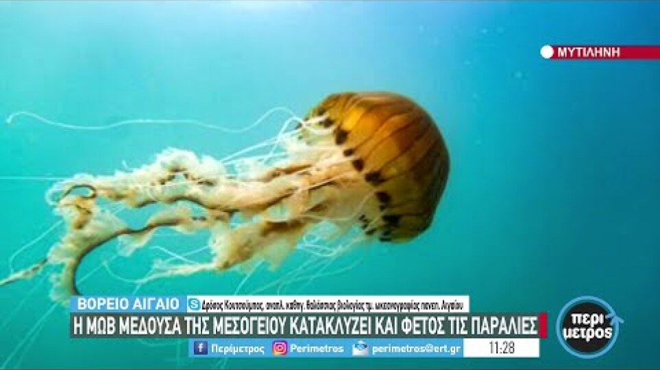 The purple jellyfish of the Mediterranean floods the beaches again this year  26/05/2022 |  ERT