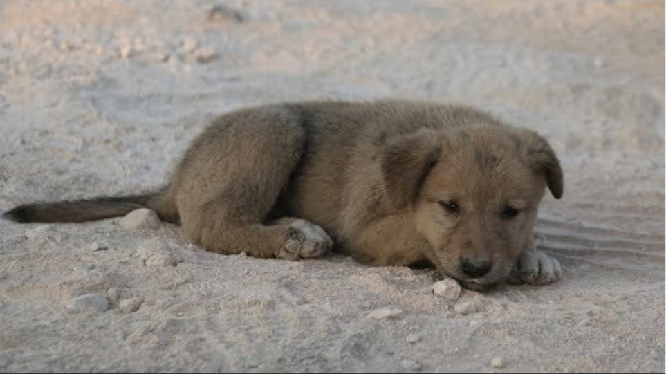 Orphaned puppy rescued in Syria after US raid to kill al-Baghdadi