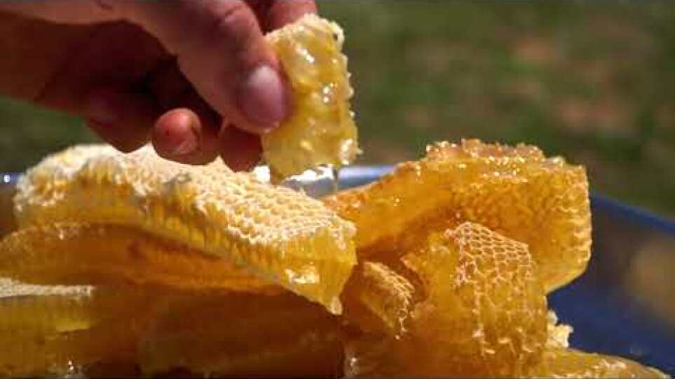 Ο ρόλος της μέλισσας