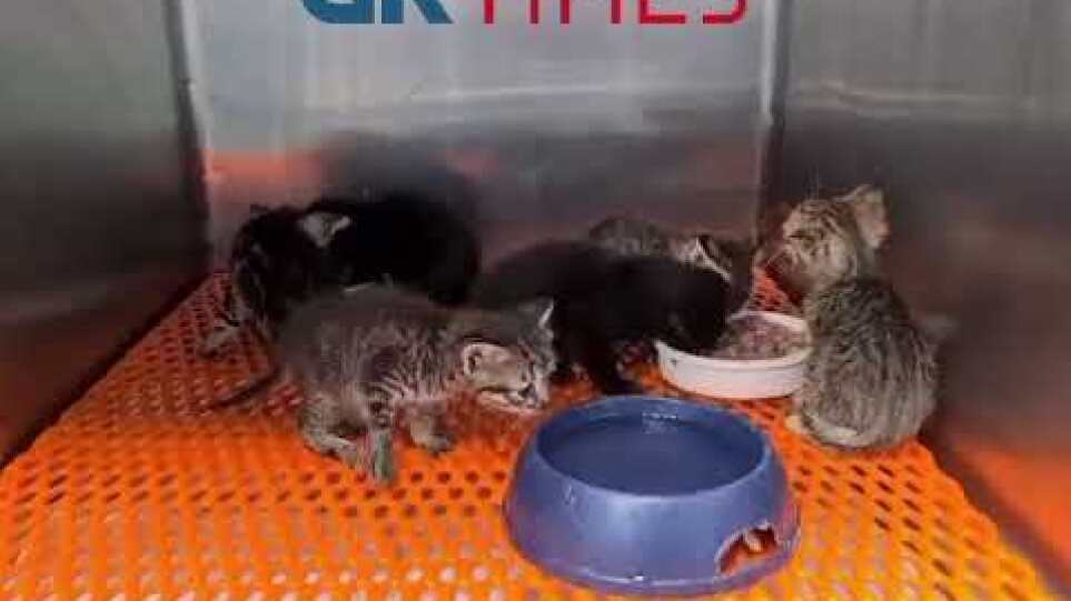 Επτά χαριτωμένα γατάκια σώθηκαν χαρις σε τρεις Δανές κι έναν κτηνίατρο!