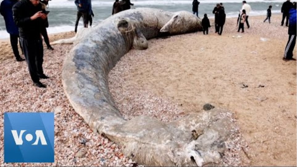 Dead Whale Washes Up On Israeli Shore After Storm